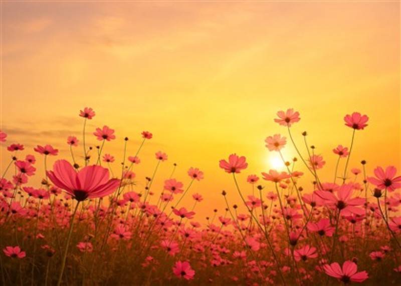 Solnedgangens Blomsterdrøm - Oplev den betagende skønhed af en blomstereng, hvor de pink blomster stråler under en gylden solnedgang. Denne atmosfæriske plakat bringer liv og farve ind i dit hjem.